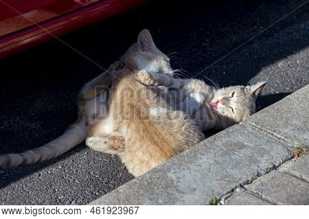 Cat. Stray Cat Walking Through The Streets Of Cercedilla, In Madrid. Animal. Feline. Domestic Animal