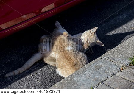 Cat. Stray Cat Walking Through The Streets Of Cercedilla, In Madrid. Animal. Feline. Domestic Animal