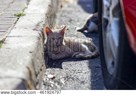 Cat. Stray Cat Walking Through The Streets Of Cercedilla, In Madrid. Animal. Feline. Domestic Animal