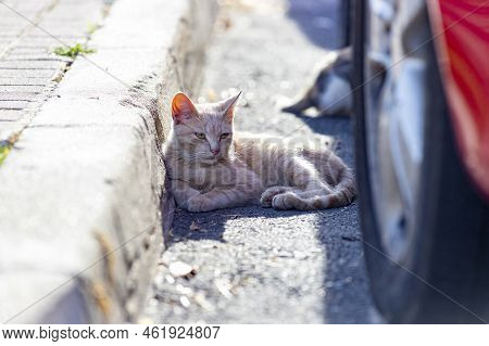Cat. Stray Cat Walking Through The Streets Of Cercedilla, In Madrid. Animal. Feline. Domestic Animal