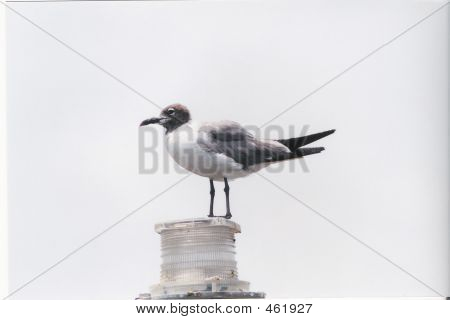 Gabbiano solitario