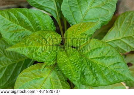 Naga Morich Or Bombay Chili Plant And It's Much Bigger Than Normal Chili. This Is Green Pepper When 