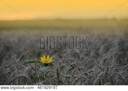 Beautiful Sunflower Field at Sunset.Landscape From a Sunflower Farm.Agricultural Landscape.Sunflowers Field Landscape.Orange Nature Background.Field of Blooming Sunflowers on a Background Sunset.Greeting Card Argiculture Concept.Art Photography Wallpaper.