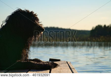 Goldendoodle Dog Lying On A Jetty And Looking At A Lake In Sweden. Animal Photo With Charm.