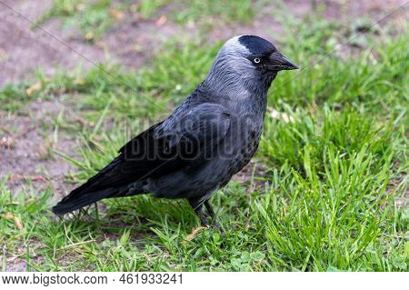 Jackdaw Also Northern Raven, Coloeus Monedula Or Corvus Monedula.