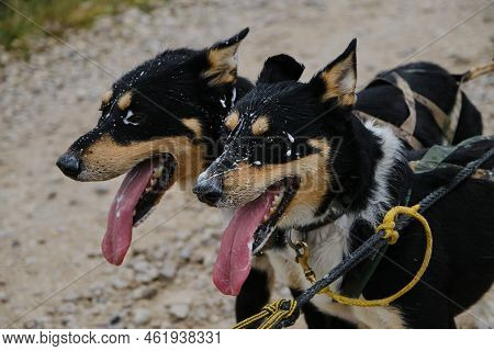 Alaskan Husky Of Black And Tan Color Of Working American Type. Sled Dog Competitions In Autumn In Cl