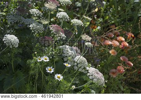 Fieldflowers Such As Daucus, Ammi And Calendula.