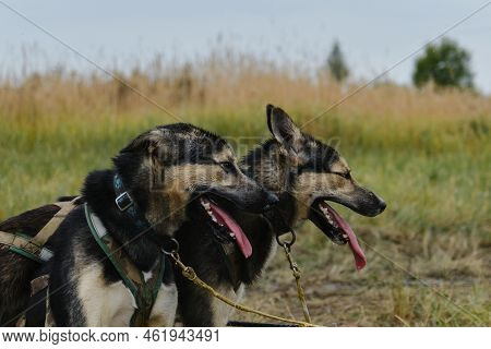 Two Sled Dog Mongrels Tired And Resting Training Nearby. Alaskan Husky Of Black And Tan Color Of Wor