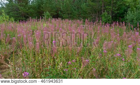 Thickets Of Fireweed Angustifolia Willow-herb In The Wild. Fireweed Does Not Bloom.