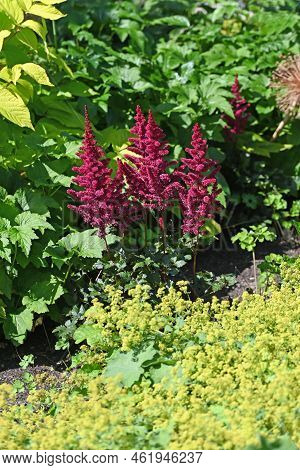Red Amaranthus And Alchamilla Mollis In The Garden