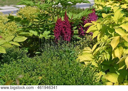 Red Amaranthus And Alchamilla Mollis In The Garden