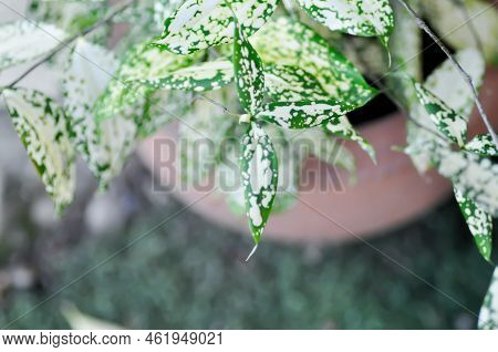 Dracaena Surculosa Lindl, Gold Dust Dracaena Or Bicolor Plant Or White Leaf