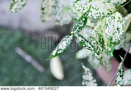 Dracaena Surculosa Lindl, Gold Dust Dracaena Or Bicolor Plant Or White Leaf