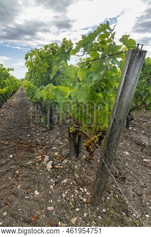 Typical vineyards near Saint-Julien-Beychevelle, Bordeaux, Aquitaine, France