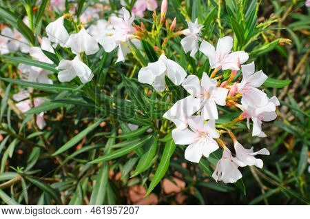 White-pink Oleander Flowers Among Green Leaves. Horizontal Orientation.