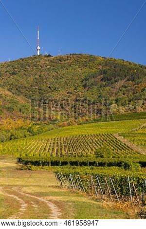 Autumn vineyard and Tokaji-hegy (513 m), Tokaj region, Great Plain and North, Hungary