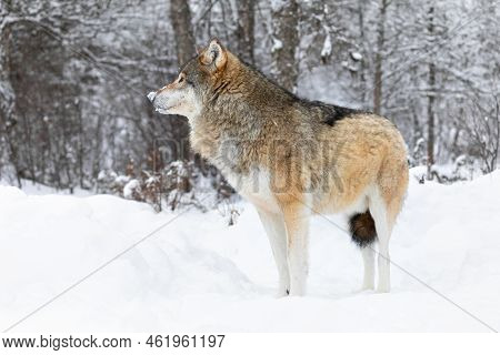 One Beautiful Wolf Standing In The Snow In Beautiful Winter Forest