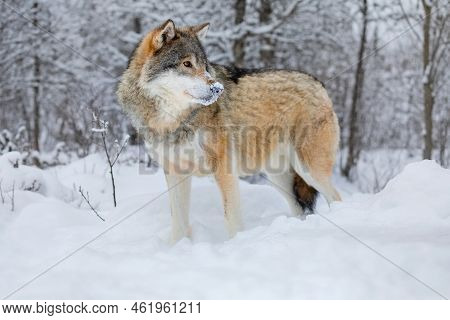 Wolf Standing In The Snow In Beautiful Winter Forest In The Evening