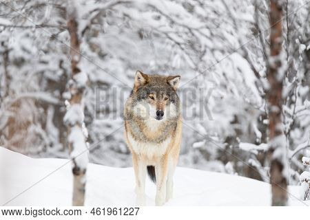 Beautiful Wolf Standing In The Snow In Beautiful Winter Forest