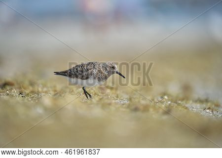 Black-bellied Plover Wild Sea Birdlooking For Food On Seaside In Summer.