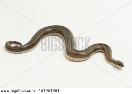 Rainbow Water Snake Enhydris Enhydris Isolated On White Background