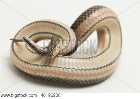 Rainbow Water Snake Enhydris Enhydris Isolated On White Background