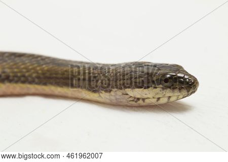 Rainbow Water Snake Enhydris Enhydris Isolated On White Background