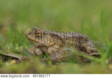 Closeup On A Common European Toad, Bufu Bofo In The Garden Against A Green Background