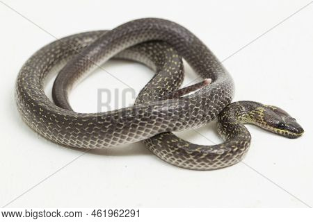 Oriental Wolf Snake Lycodon Capucinus Isolated On White Background