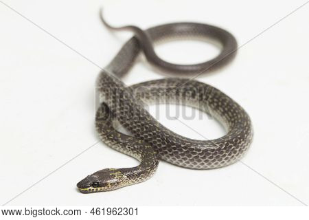 Oriental Wolf Snake Lycodon Capucinus Isolated On White Background
