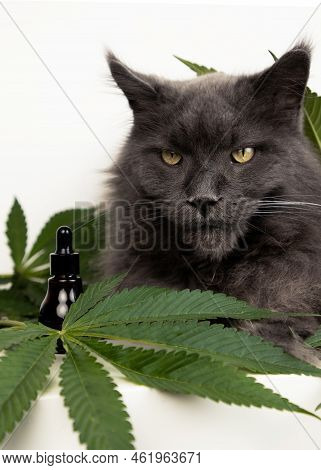 Big Mainecoon Cat Lies On Leaves Of Hemp. Cbd Oil Is Used In Veterinary Medicine As A Sedative And P