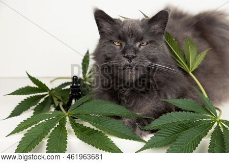 Big Mainecoon Cat Lies On Leaves Of Hemp. Cbd Oil Is Used In Veterinary Medicine As A Sedative And P