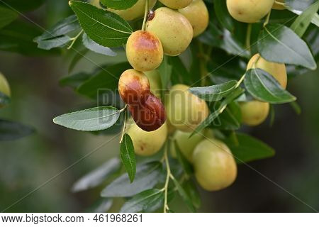 Jujube Nuts. Rhamnaceae Deciduous Fruit Tree.　 It Has Pale Green Flowers In Early Summer, And When R