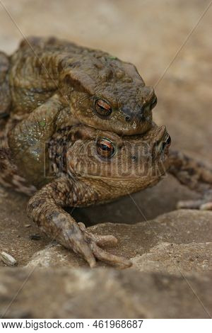 Vertical Closeup On A A Male And Female Common European Toad, Bufo Bufo In Copulation The Garden
