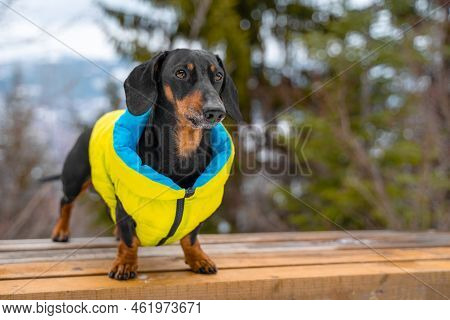 Sleek Dog Stands In Stance Observation Deck Against Backdrop Of Picturesque Landscape, Forest Dachsh
