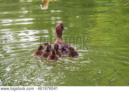 Female Tufted Duck Swims With Her Ducklings In Green Lake Water. A Beautiful Female Tufted Duck, Ayt