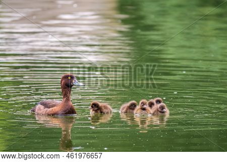 Female Tufted Duck Swims With Her Ducklings In Green Lake Water. A Beautiful Female Tufted Duck, Ayt