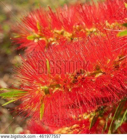 Beautiful, Vivid Flower Of Callistemon Viminalis Or Australian Bottle Brush Close Up.