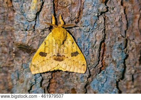 A Yellow Night Butterfly In A Woord Of Tree