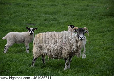 Ewe Standing With Her Lambs In A Grass Field In The Spring Time.
