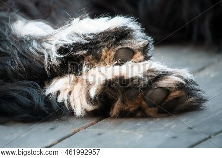 Goldendoodle Lying On A Wooden Deck. The Brown Black Paws Of A Hybrid Dog . Animal Photo Of A Dog
