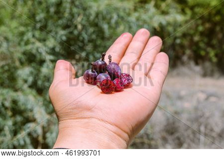 Myrtillocactus Geometrizans Garambullo Fruits In Hand In Mexico