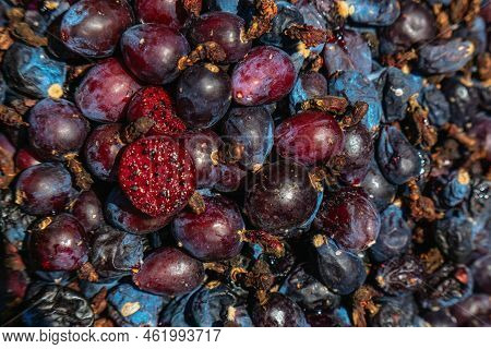 Myrtillocactus Geometrizans Garambullo Fruits In Mexico Food