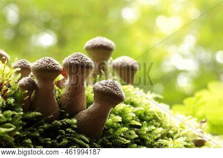 Mushrooms tree trunk Closeup Nature Macro plant Nature background trees Nature background Nature background Mushroom Nature autumnal Nature background Nature background Autumn forest Nature background outdoor Nature background Nature background.