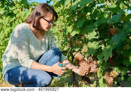 Woman Cutting Pink Quiche-mish Grape Harvest With Secateurs, In Vineyard