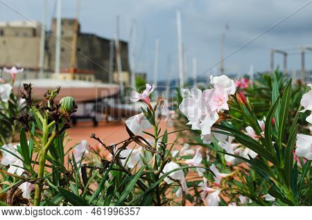 White And Pink Oleander Flowers Among Green Leaves On The Background Of Castel Dell'ovo. Horizontal 