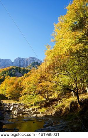 Forest in Anso Valley, Huesca Province in Aragon in Spain.