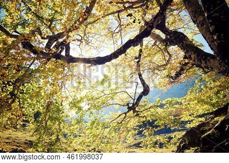 Forest in Anso Valley, Huesca Province in Aragon in Spain.