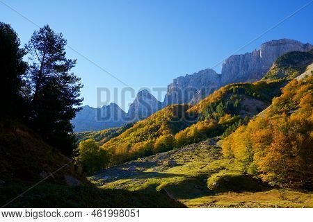 Forest in Anso Valley, Huesca Province in Aragon in Spain.