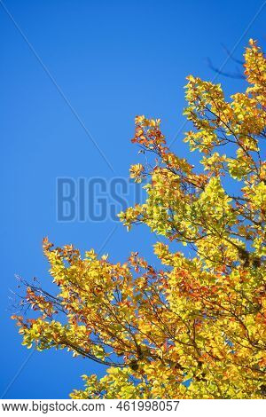 Autumn tree in Anso Valley, Huesca Province in Aragon in Spain.